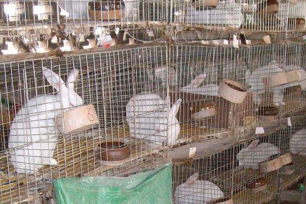 自制兔全价饲料配方,各年龄阶段饲料搭配需不同