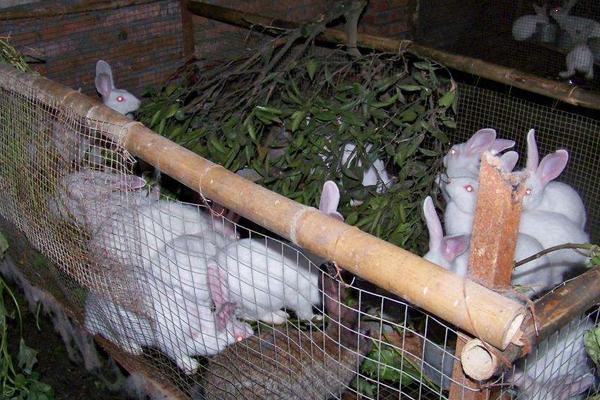 自制兔全价饲料配方,各年龄阶段饲料搭配需不同