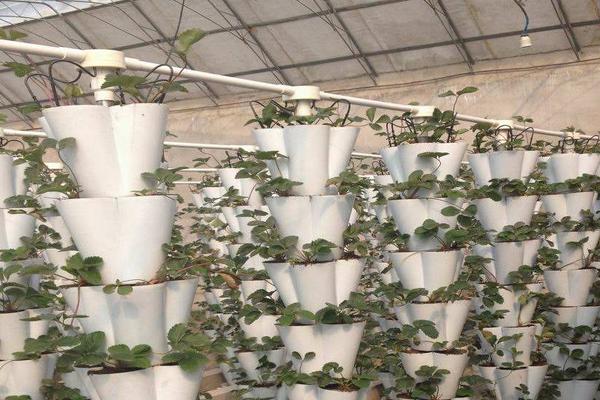 新型农业种植项目,售价较高,找好销路是关键