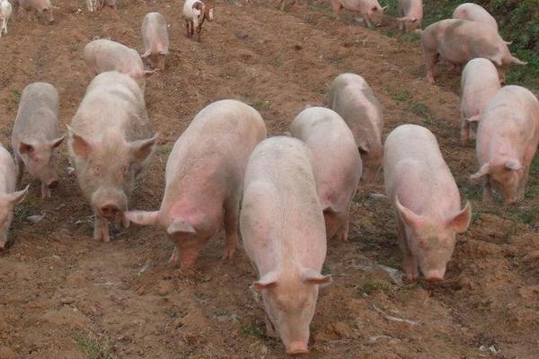 养猪业现状及发展趋势