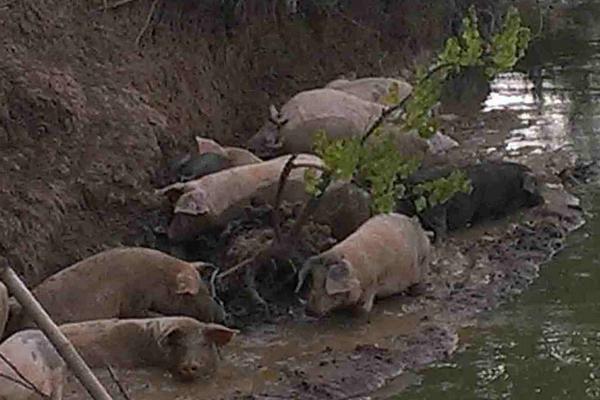 养猪业现状及发展趋势