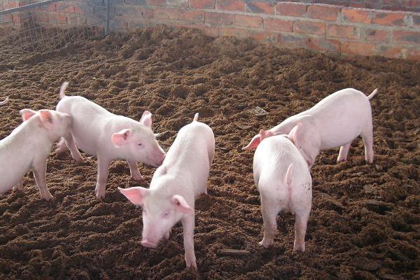 养猪业现状及发展趋势