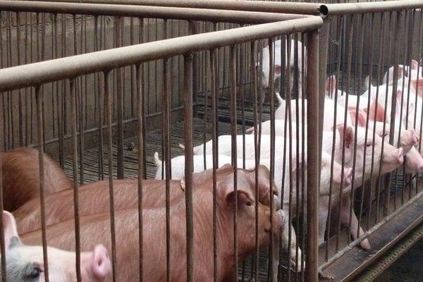 养猪业现状及发展趋势