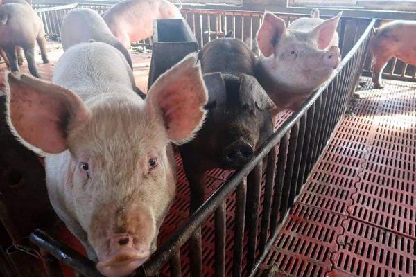 大蒜可长期用以喂猪吗?意想不到的七大好处