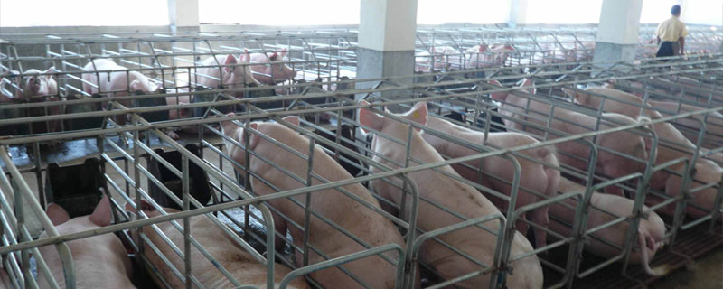 养猪业现状及发展趋势，目标成为养猪强国