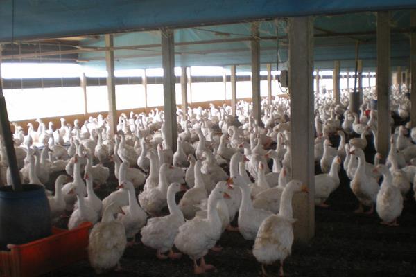 想养鹅哪里有正规养殖场?建议就近找再上门实地考察