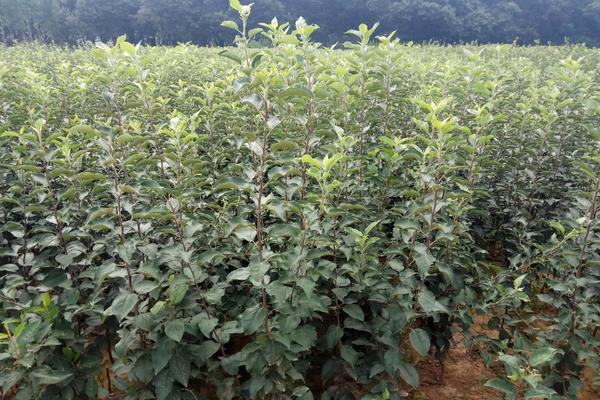 哪里出售苹果苗?一般苹果苗木基地均有