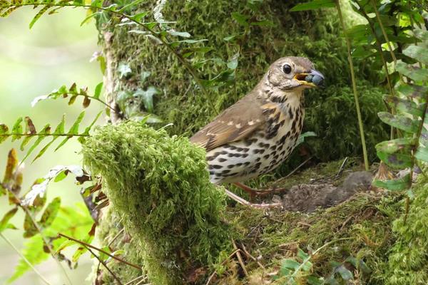 小鸡料喂画眉的方子,小鸡料做底适当添加玉米粉或豆类
