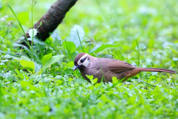 小鸡料喂画眉的方子,小鸡料做底适当添加玉米粉或豆类