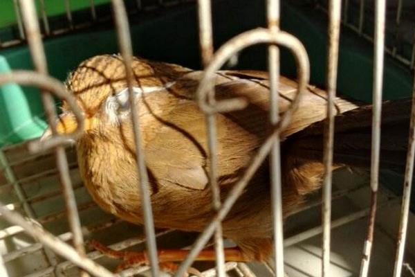 小鸡料喂画眉的方子,小鸡料做底适当添加玉米粉或豆类