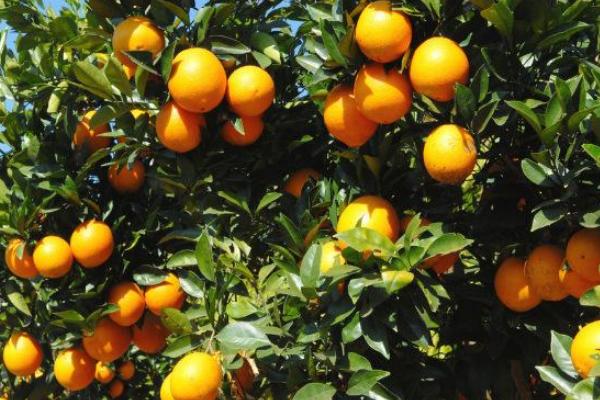 乙蒜素跟什么农药可配,正确搭配使用可有效防治病害