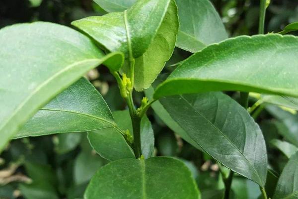 乙蒜素跟什么农药可配,正确搭配使用可有效防治病害