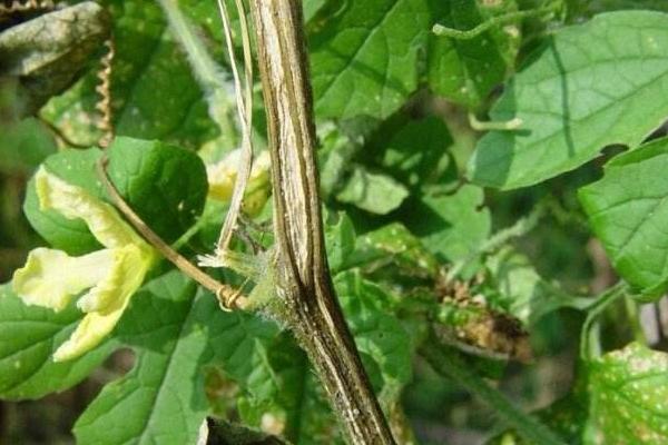 乙蒜素跟什么农药可配,正确搭配使用可有效防治病害