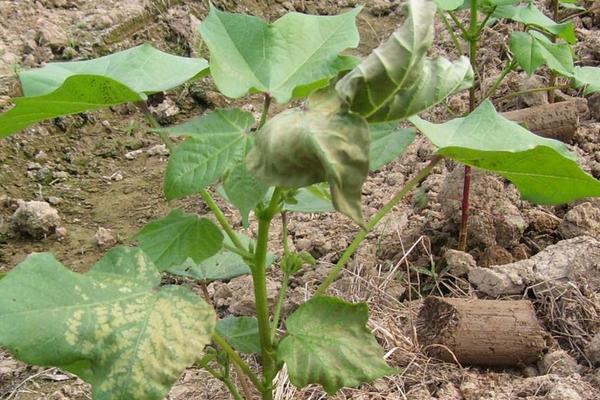 乙蒜素跟什么农药可配,正确搭配使用可有效防治病害