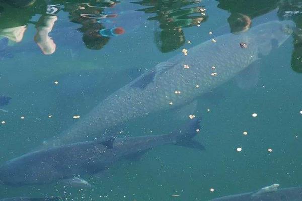 北方能不能养青鱼?可以养但主产区在长江以南