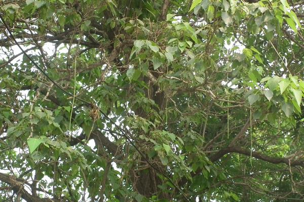 楸树的种植是骗局吗?速生苗木行业不能盲目进入