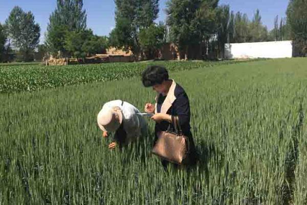 春天小麦什么时候施肥