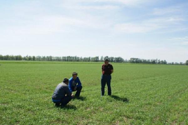 春天小麦什么时候施肥