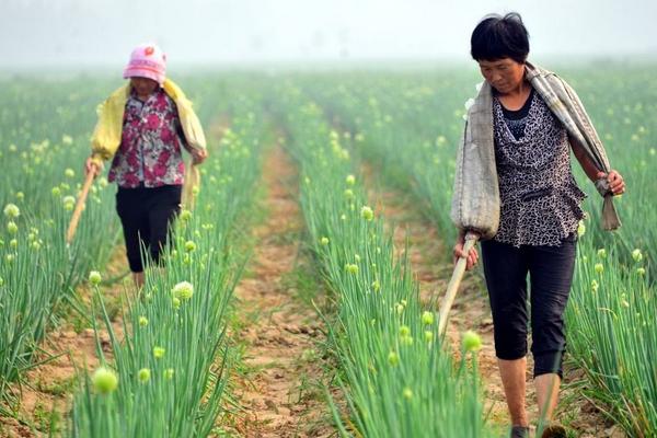 春天小麦什么时候施肥