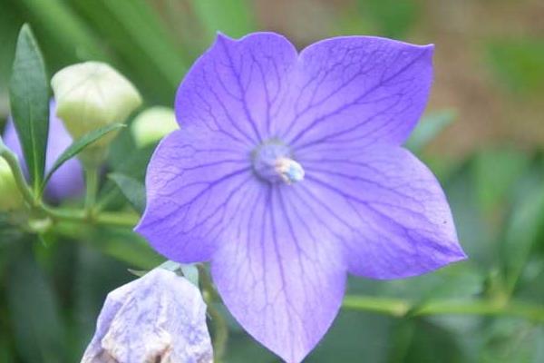 桔梗的种植季节和方法,可选春播和冬播