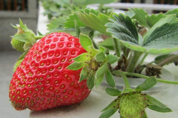 草莓用什么肥料