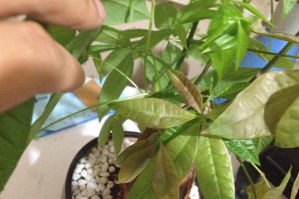 克菌丹可防治什么病,使用时需注意浓度