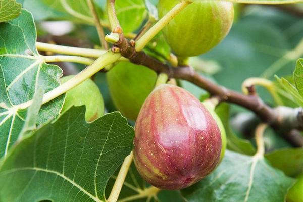 无花果喜欢什么肥料