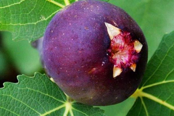 无花果喜欢什么肥料