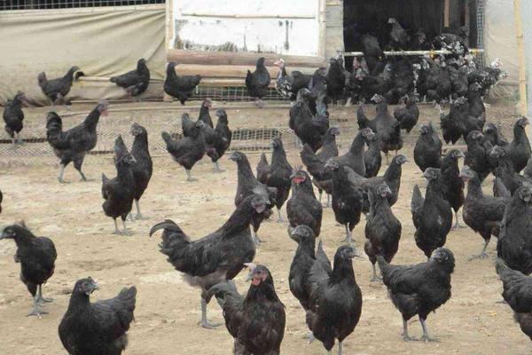 绿壳蛋鸡吃什么饲料好?多为玉米和大麦