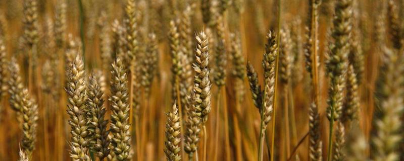 冬小麦追肥时间，根据苗情生长情况而定