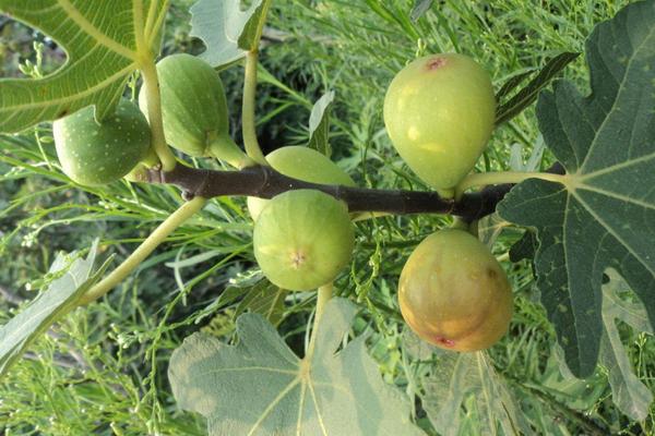 无花果喜欢什么肥料