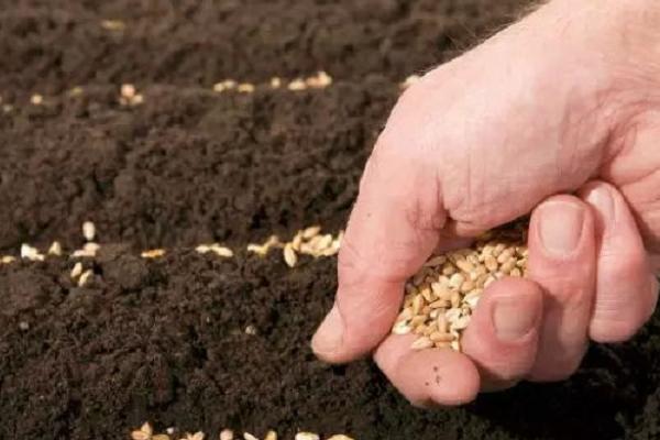 冬小麦追肥时间