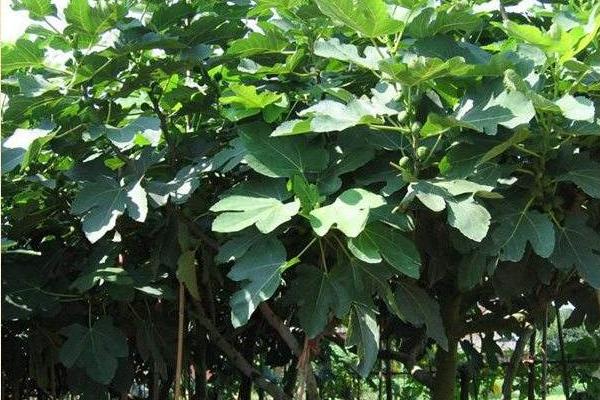 无花果喜欢什么肥料