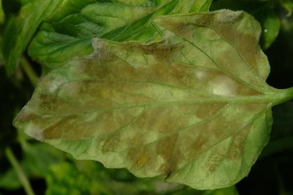 叶霉病用什么药?特效药的使用方法和注意事项