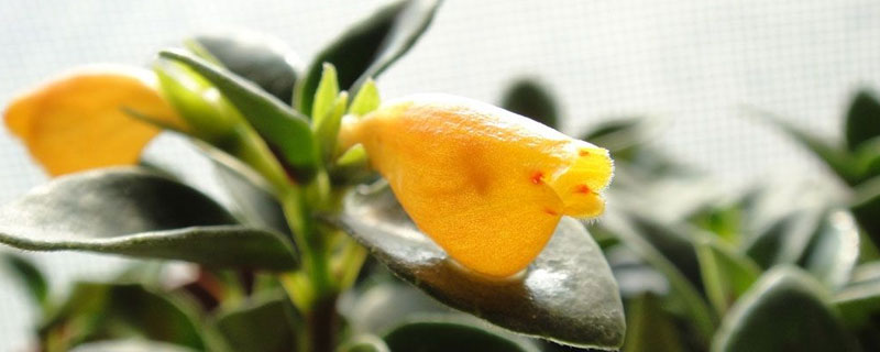 金鱼吊兰怎么施肥？注意事项按照薄肥勤施的原则