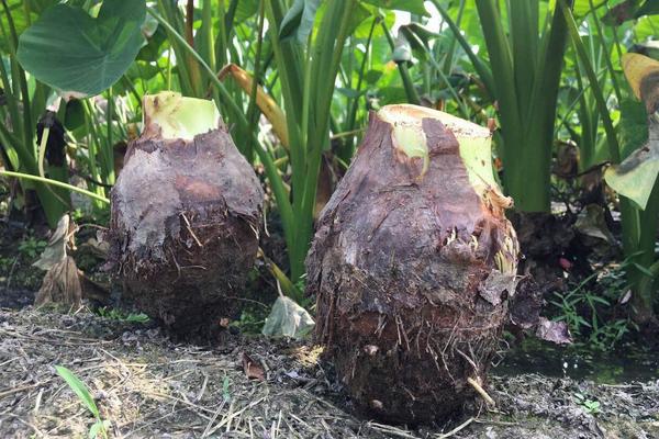 芋头种植需要多长时间?掌握技术与管理方法
