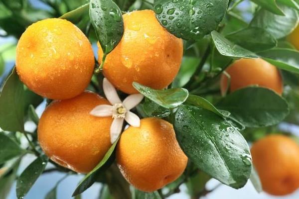 磷酸二氢钾作用