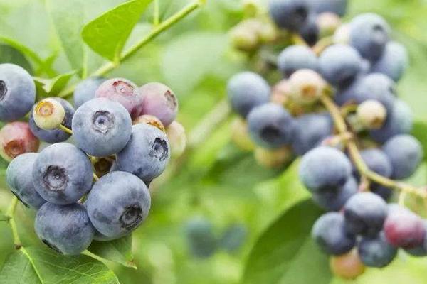 蓝莓施肥时间和用量