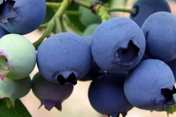 蓝莓施肥时间和用量