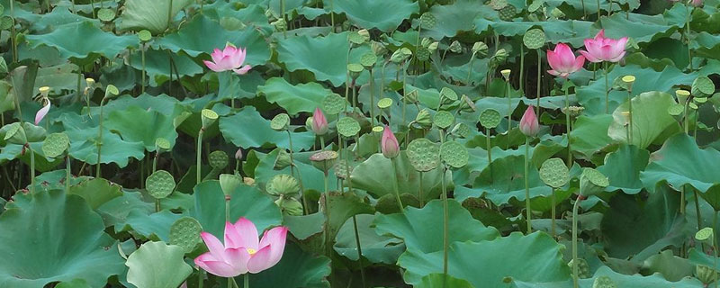 种藕每亩投资多少钱