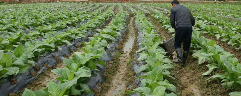 常见的追肥方法有哪些？分享5种追肥方法