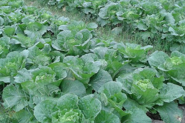 苯醚甲环唑会抑制生长吗?会抑制苗期生长(含使用方法)