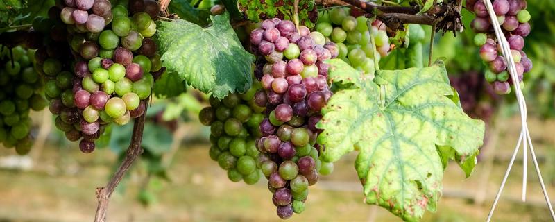 尿素如何使葡萄破眠？可以物理破眠也可化学破眠