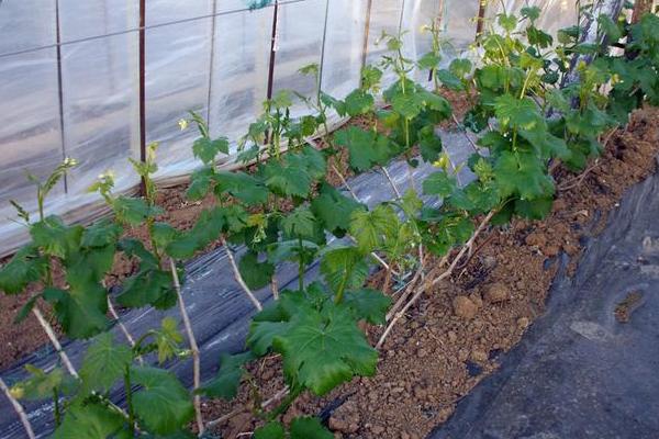 尿素可以使葡萄破眠