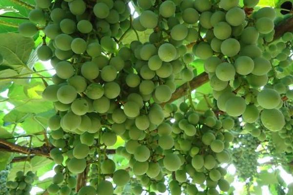 尿素可以使葡萄破眠