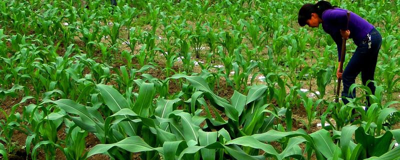 磷酸二氢钾的作用与施用时间