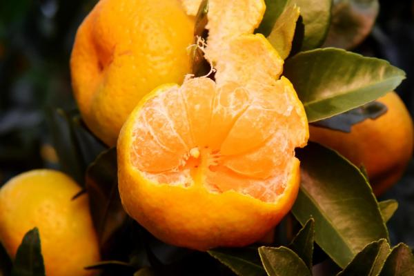 磷酸二氢钾作用