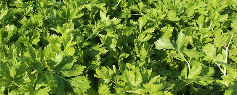 小香芹种植方法和时间,春夏秋季都可种植