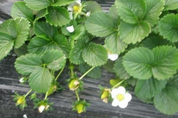 种草莓用什么肥