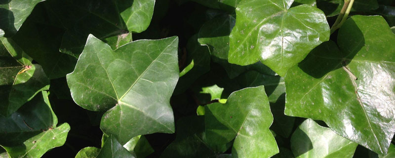 铁肥对植物的作用是什么？有让叶片更翠绿的功能